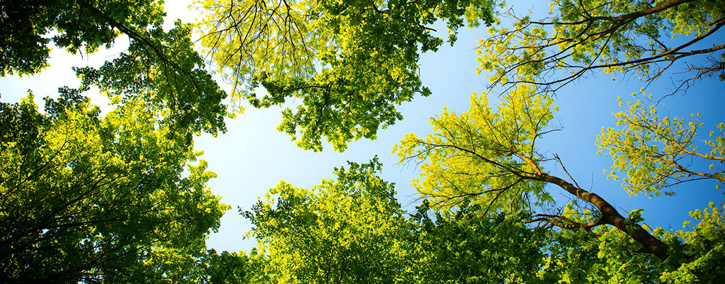 Termometrada arboles